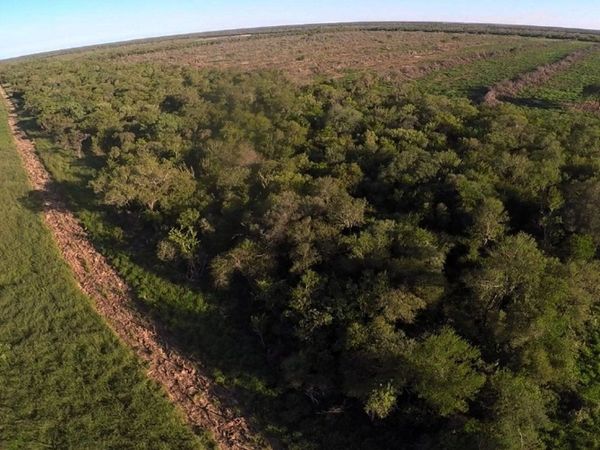 En 20 años se perdieron más de 344.000 ha. protegidas