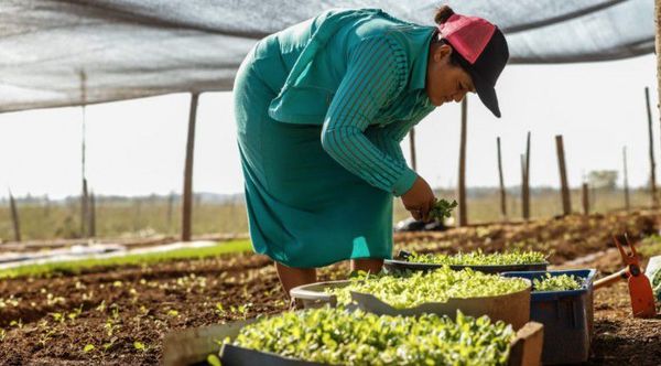 Reactivación económica: Programas Tekoporã y Tenonderã ayudarán a más familias