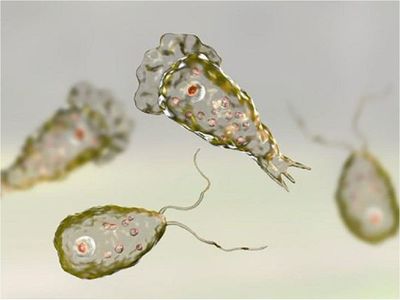 Una mujer infectada con ameba "comecerebros" en Estados Unidos