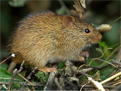 Hallan nueva especie de gran roedor que vivió hace 2,6 millones años