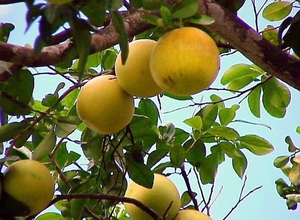 HOY / Por intentar hurtar pomelos, seguirá en Tacumbú: justicia alega peligro de fuga