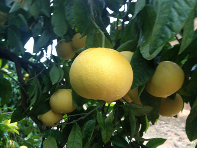 Ratifican prisión en Tacumbú para hombre que intentó robar pomelos - Megacadena — Últimas Noticias de Paraguay