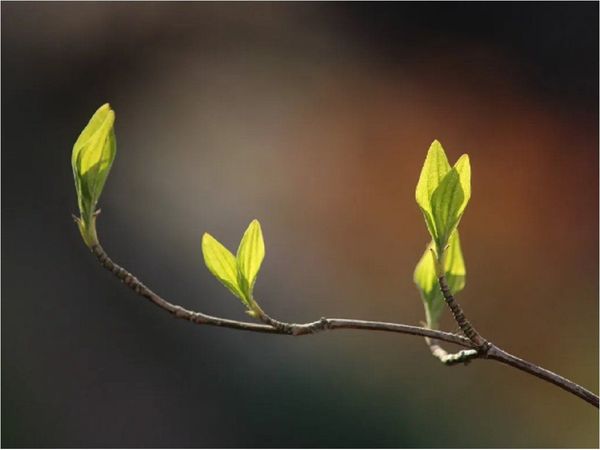 Ámsterdam plantará un árbol por cada bebé nacido en la ciudad