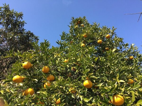 Vendedor ambulante irá a prisión por robar pomelos, informa defensora