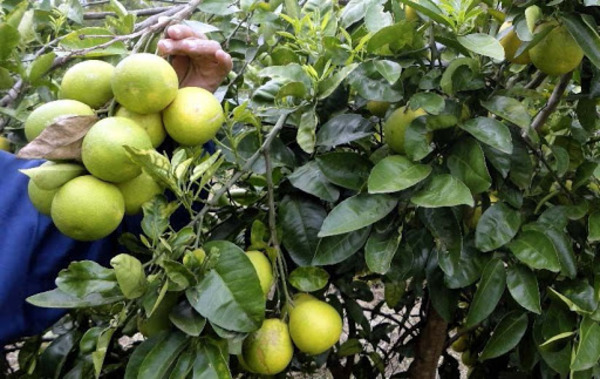 Prisión contra un hombre es por intentar "sustraer objetos valiosos, no de hurto de pomelos", según juez