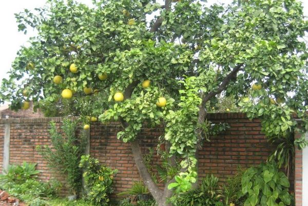 Privan de libertad a un hombre por robar pomelos · Radio Monumental 1080 AM