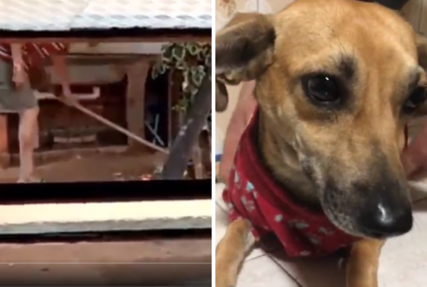 Para el maltrato no hay pariente: Denunció a su propio padre por golpear a una perrita - Megacadena — Últimas Noticias de Paraguay