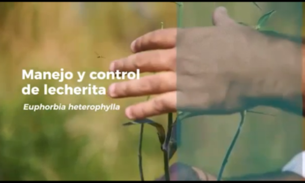 » Manejo y control de Euphorbia heterophylla (Lecherita)