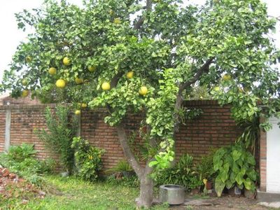 Ratifican prisión preventiva para hombre que intentó "robar pomelos"
