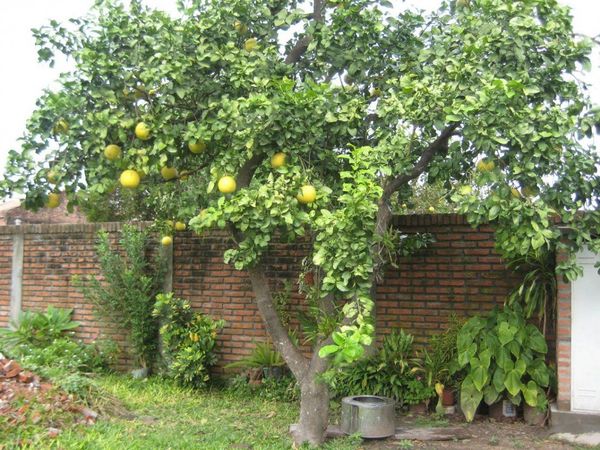 Ratifican prisión preventiva para hombre que intentó "robar pomelos"