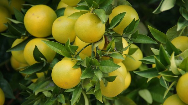 Preso por intentar robar pomelos - El Trueno