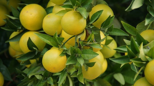 Preso por intentar robar pomelos - El Trueno