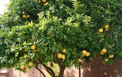 Prisión para hombre que robó pomelos desata indignación ciudadana