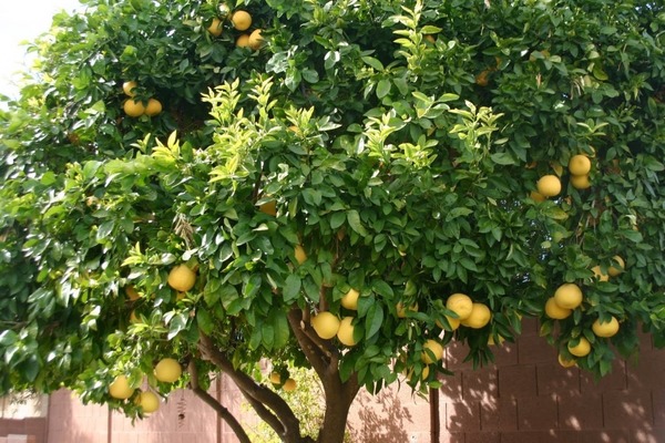 Prisión para hombre que robó pomelos desata indignación ciudadana