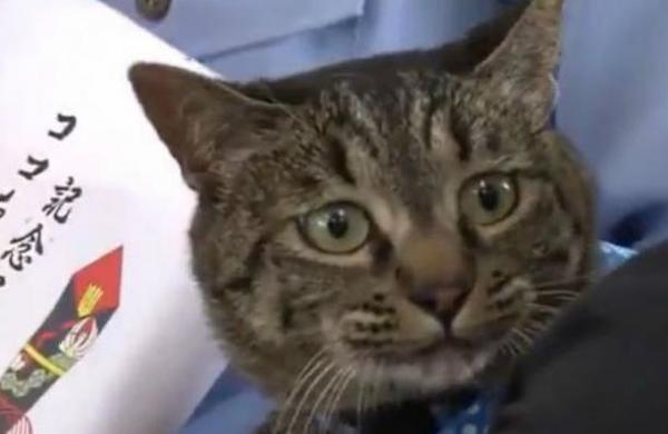 Policía japonesa rinde honores a un gato que salvó la vida de un anciano - SNT