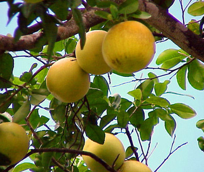Vendedor podría ir a Tacumbú por robar pomelos