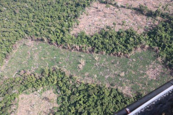 Culmina operativo en Reserva Morombí con destrucción de 476,8 toneladas de marihuana – Diario TNPRESS