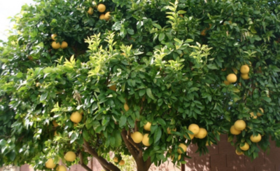 HOY / Pomelos de la discordia: Niegan que lo hayan imputado por tal motivo