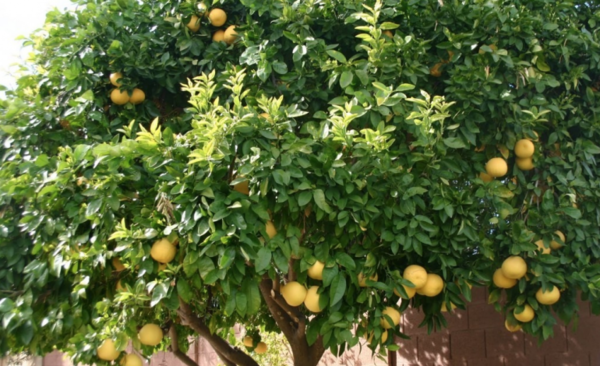 HOY / Pomelos de la discordia: Niegan que lo hayan imputado por tal motivo