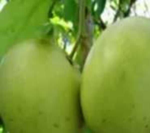 Fiscal reafirma prisión por robo de 3 pomelos - Paraguay.com
