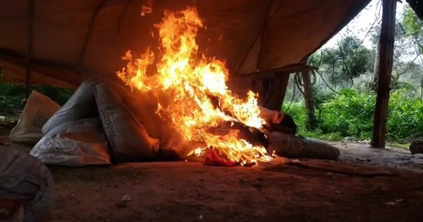 Destruyen 476 toneladas de marihuana cultivada clandestinamente en reserva natural