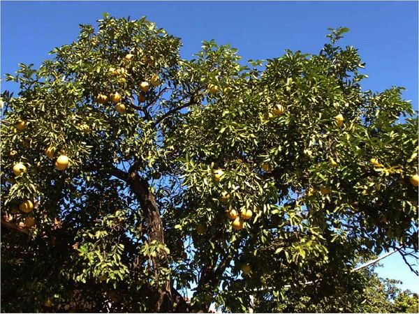 Defensora pide al juez nueva revisión por caso de pomelos