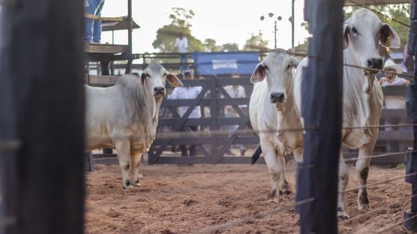 La pista Brahman se prepara para la “Selección Mundial” en septiembre