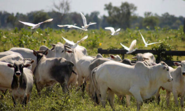 » Nueva Asociación de Productores Agropecuarios para un Chaco Sustentable