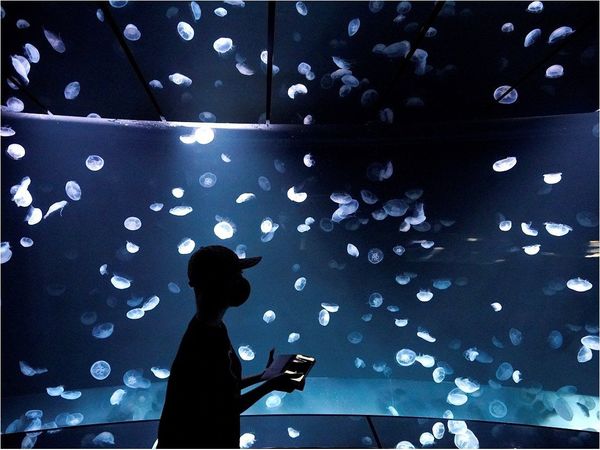 Japón abre el mayor tanque acuático para rodearse de medusas