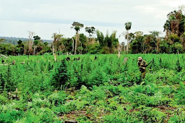 Destruyeron 155 hectáreas en la reserva Morombí para cultivar marihuana - A La Gran 7-30 - ABC Color