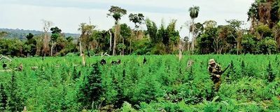 Se tumbaron 155 hectáreas en la reserva Morombí para cultivar marihuana - Nacionales - ABC Color