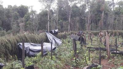 En zona de la masacre de Curuguaty caen 500 toneladas de marihuana - ADN Paraguayo