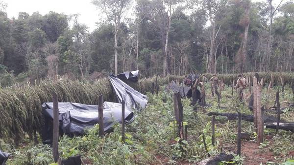En zona de la masacre de Curuguaty caen 500 toneladas de marihuana - ADN Paraguayo