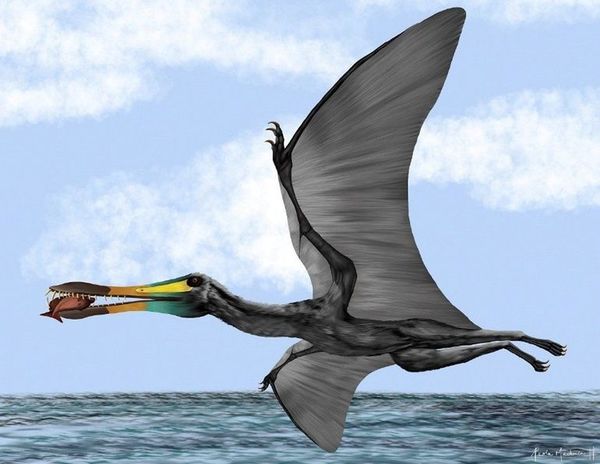 Colombia halla fósiles de reptil volador - Ciencia - ABC Color