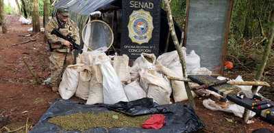 Eliminan más de 29 toneladas de marihuana en Concepción » Ñanduti