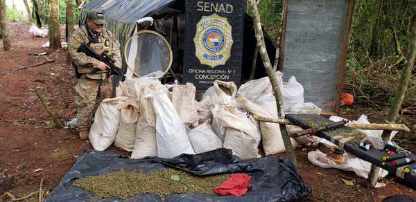 Eliminan más de 29 toneladas de marihuana en Concepción » Ñanduti