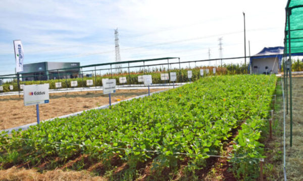 » Syngenta capacitó sobre manejo de malezas resistentes