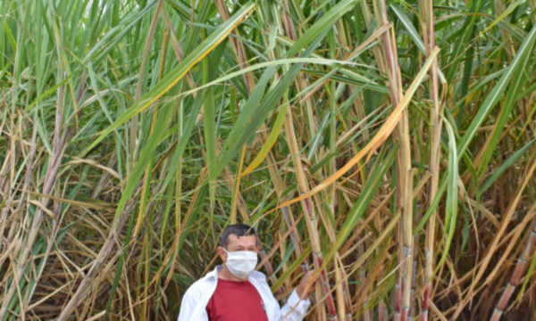 » MEJORADAS Y TRATADAS: IPTA promueve variedades de caña dulce