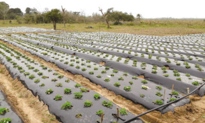 » Ventajas de los acolchados plásticos en la horticultura