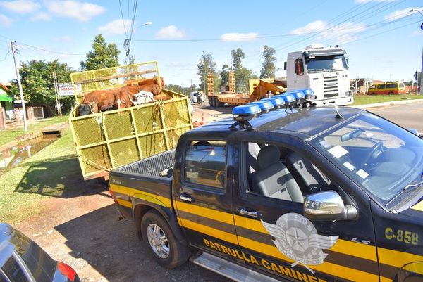 Arrean a animales sueltos en Mbocayaty del Guairá - Nacionales - ABC Color