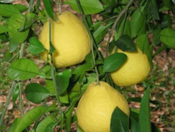 Hurto de pomelos: dueño de casa atemorizado dice que autor en realidad es un "descuidista" que ronda la zona » Ñanduti