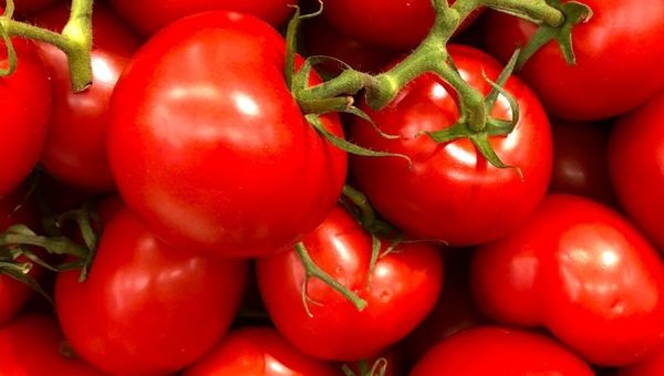 Productores de tomate esperan un rendimiento superior para esta temporada