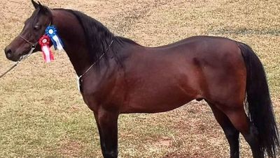 Caballos árabes: Una raza milenaria con más de 50 años en Paraguay (cuestan entre G. 15 y G. 25 millones)