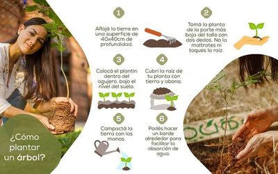 Cómo plantar un árbol puede mejorar la realidad ambiental del planeta - Bienestar - ABC Color