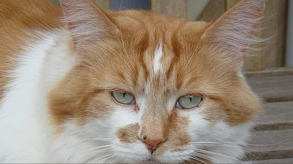Muere a los 31 años Rubble, el gato más viejo del mundo - Mascotas - ABC Color