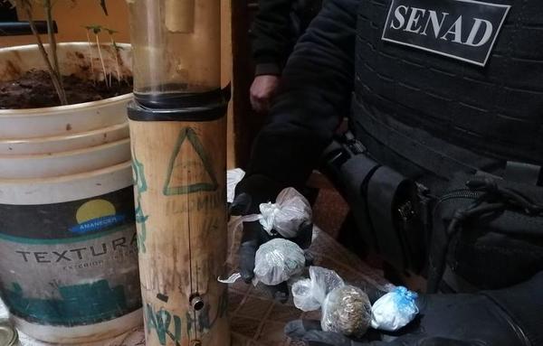 Hallan improvisado invernadero para marihuana en vivienda de microtraficante