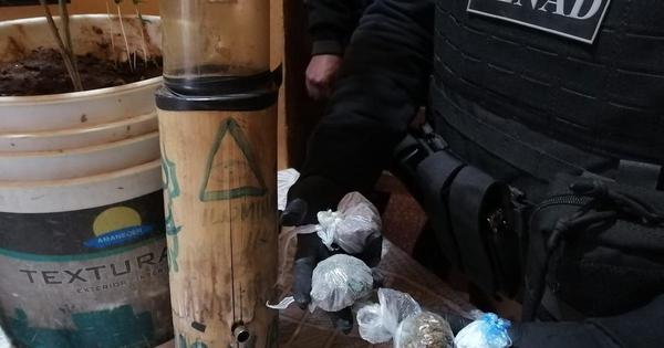 Hallan improvisado invernadero para marihuana en vivienda de microtraficante