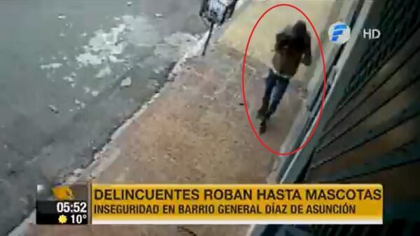Delincuente roba una mascota en Asunción