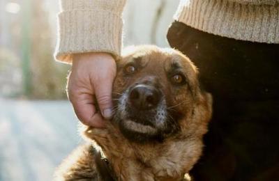 La razón por la que tu perro te persigue a todos lados - SNT