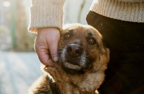 La razón por la que tu perro te persigue a todos lados - SNT